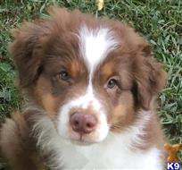 australian shepherd puppy posted by Ring of Fire Aussies